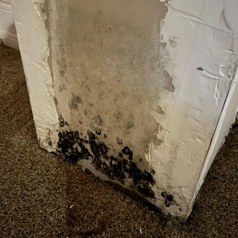 Professional Mold Removal in North Bend, NE